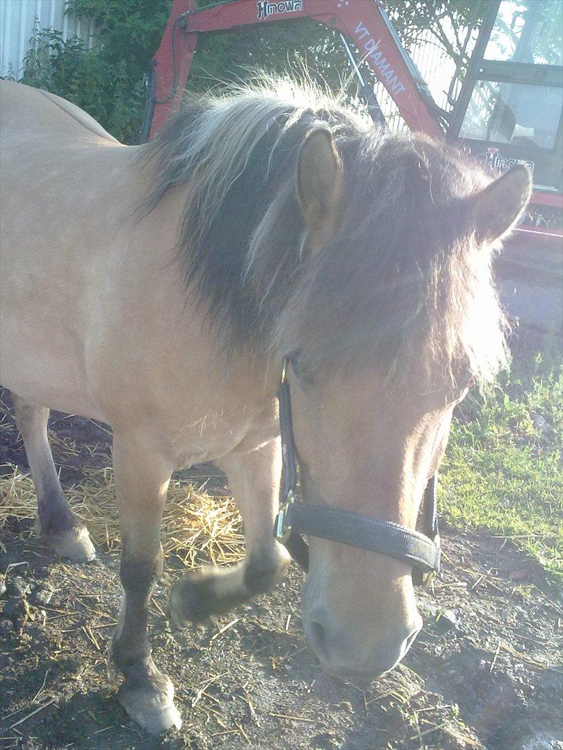 Fjordhest - Perle<3 ||Passer|| billede 18
