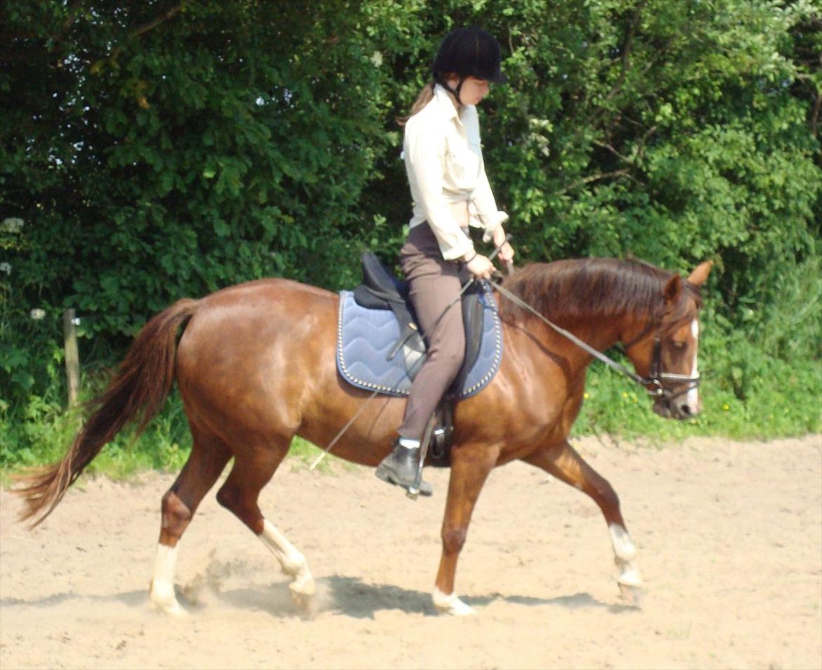 DSP Lillehøjs Ashanti billede 7