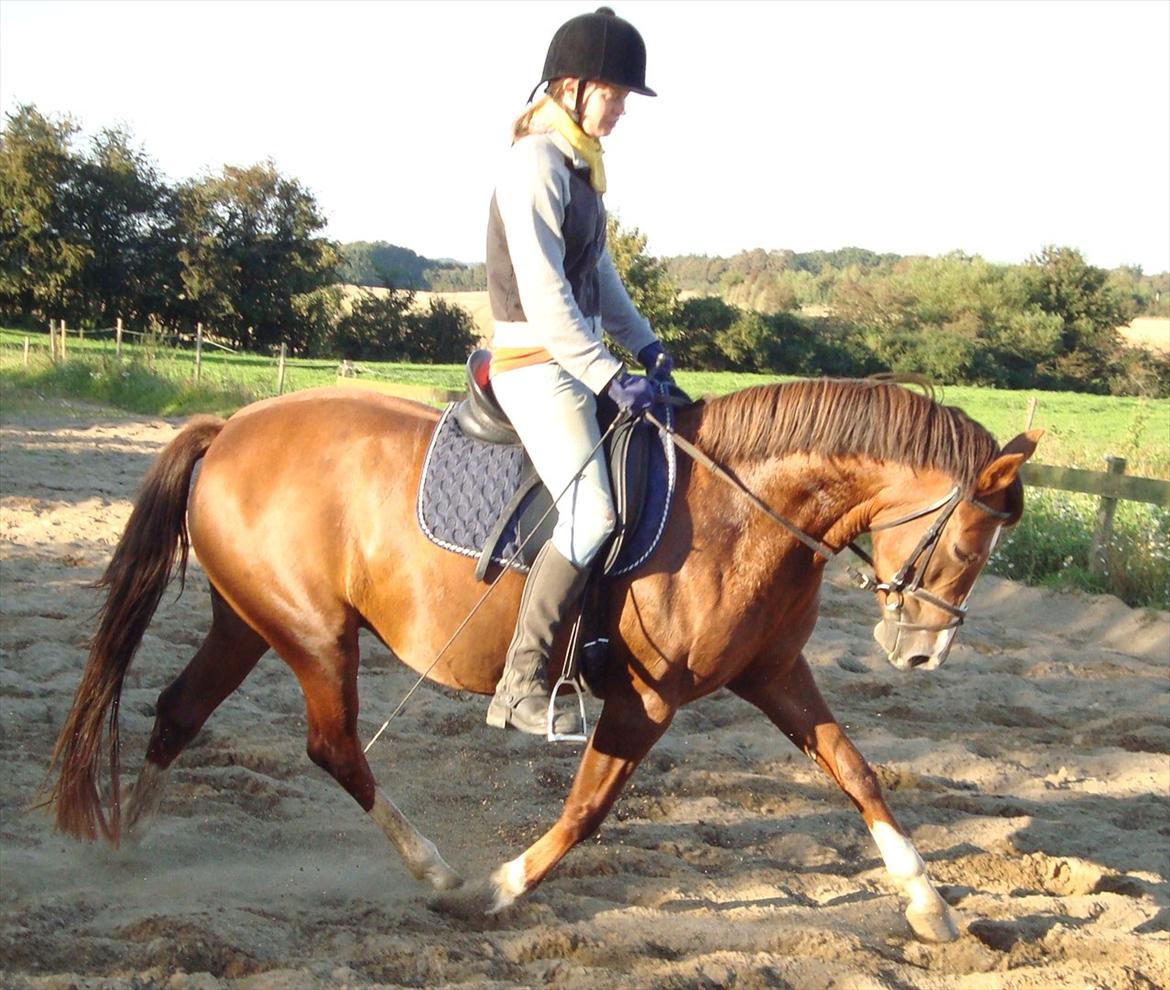 DSP Lillehøjs Ashanti billede 9