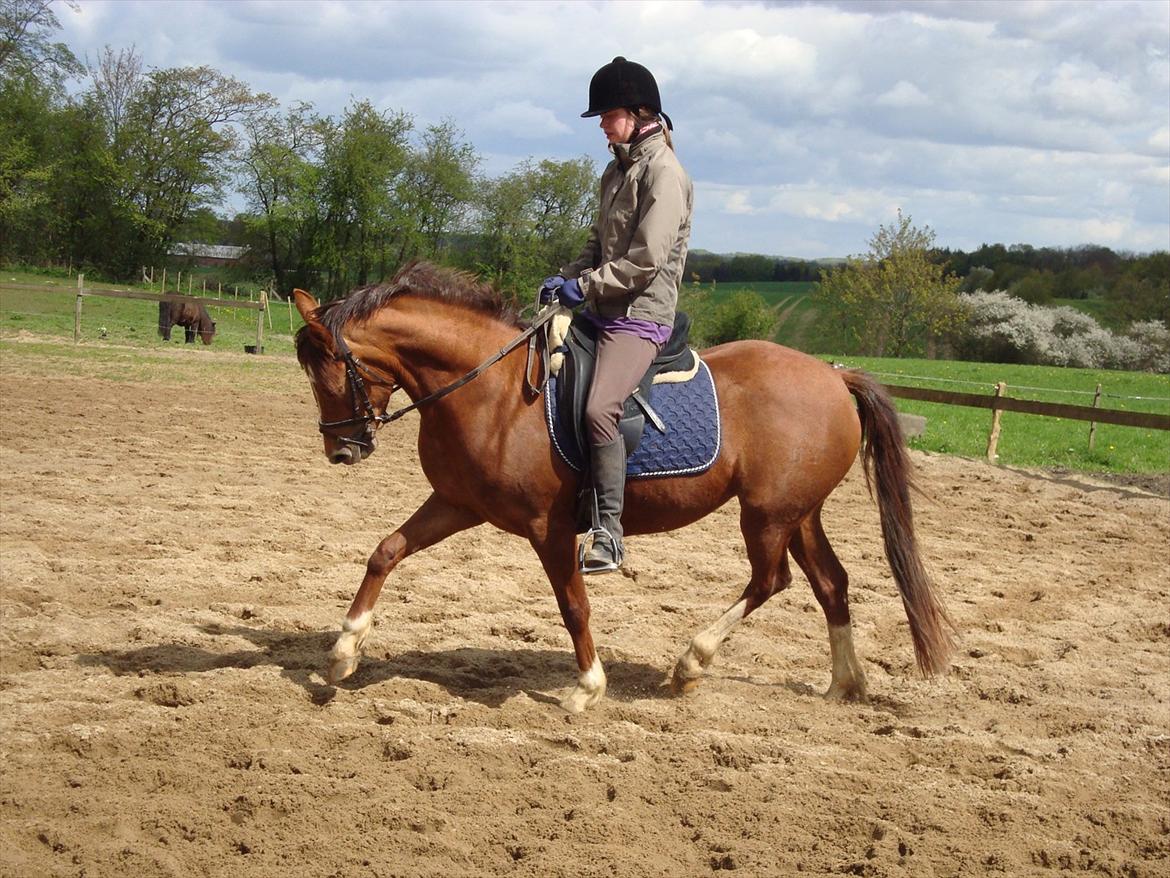 DSP Lillehøjs Ashanti billede 10