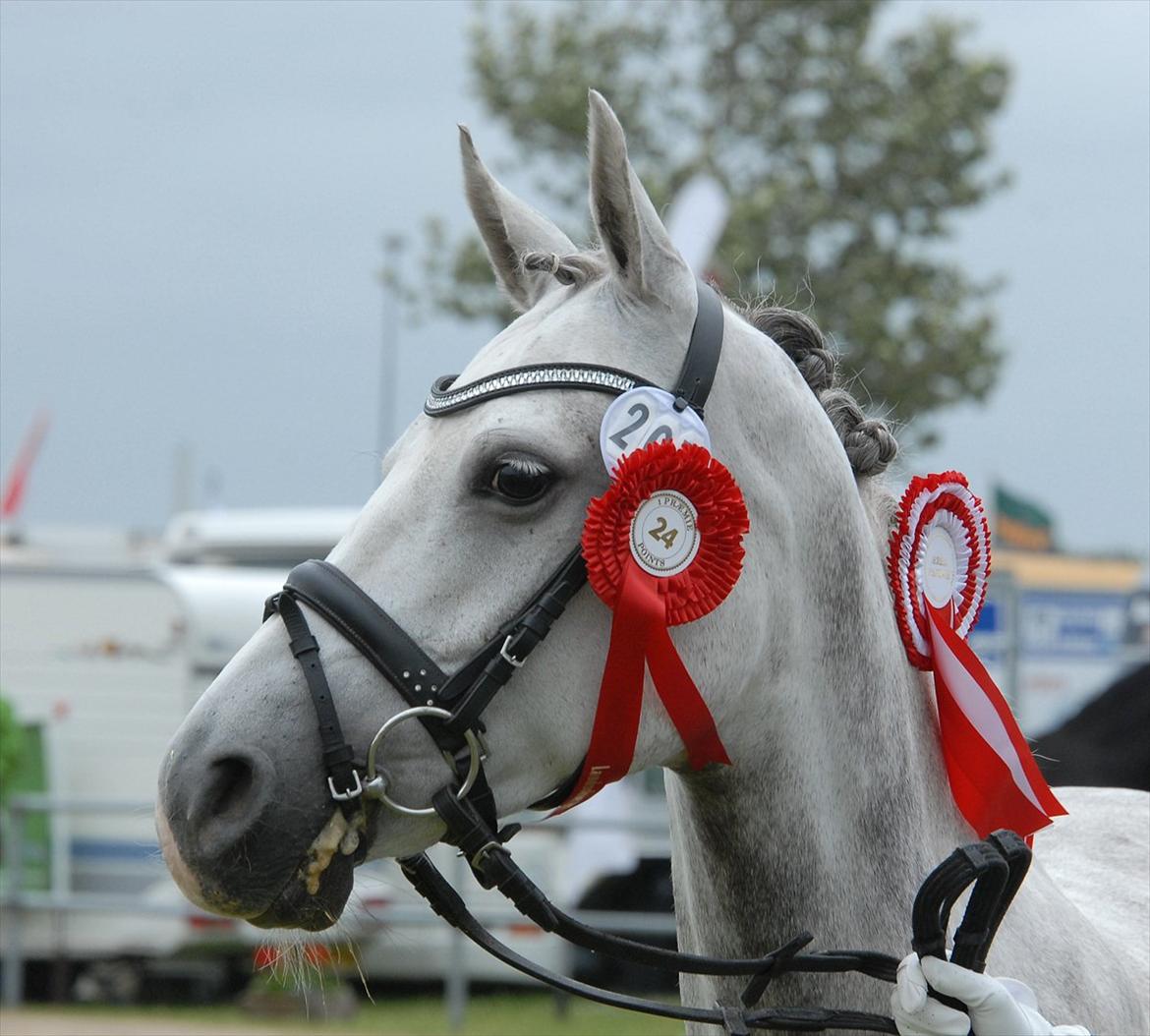 DSP LUCKY MOON - Landsskuet 2011
24 Point & Ærespræmie billede 15