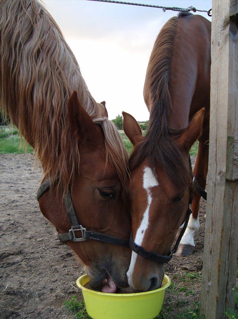 DSP Lillehøjs Ashanti billede 12