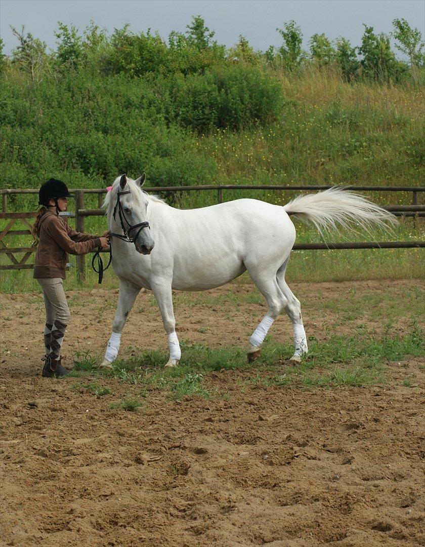 Anden særlig race Viola Snefnug Olsen billede 9