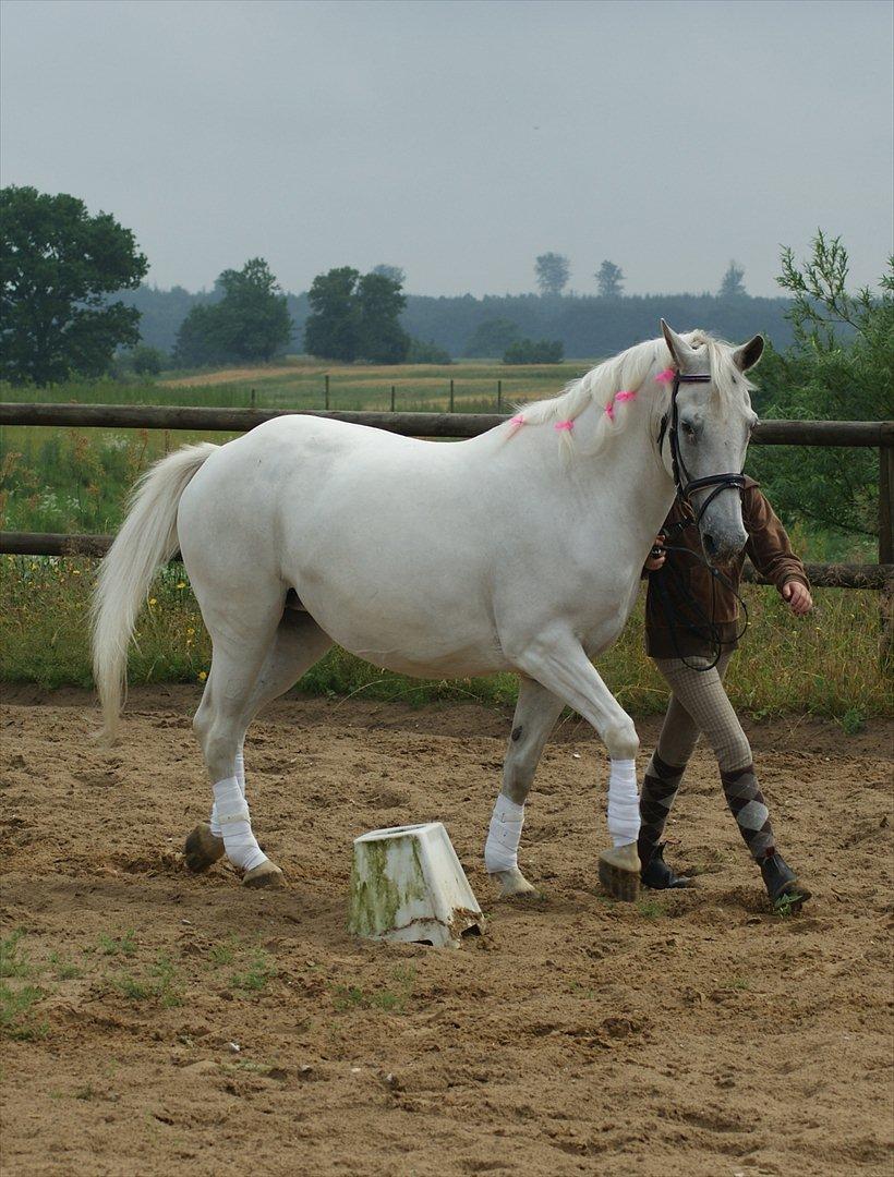 Anden særlig race Viola Snefnug Olsen billede 7