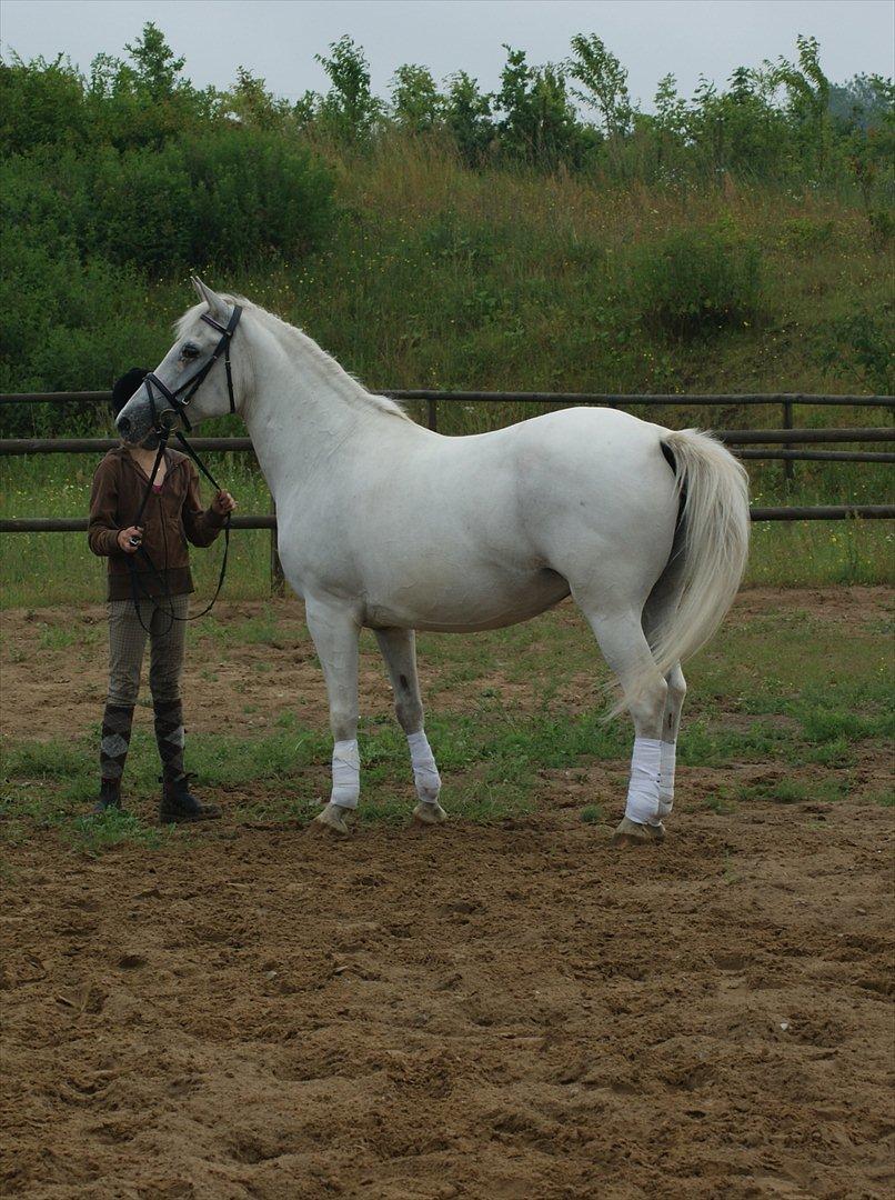Anden særlig race Viola Snefnug Olsen billede 8