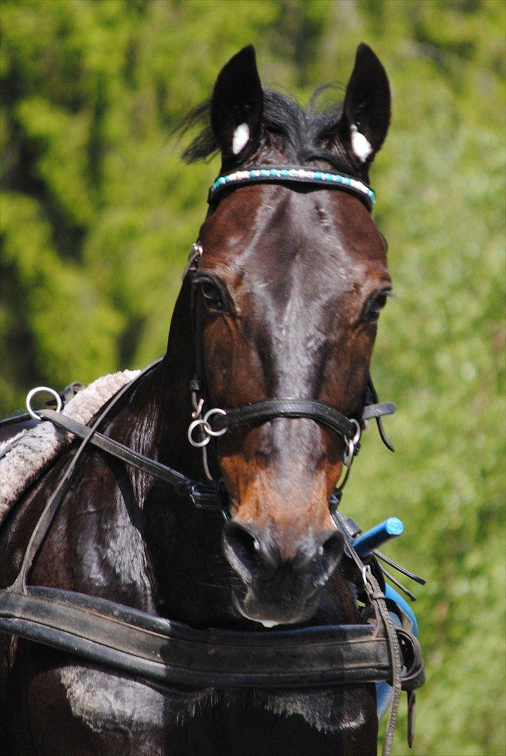 Traver One Hot Minute billede 2