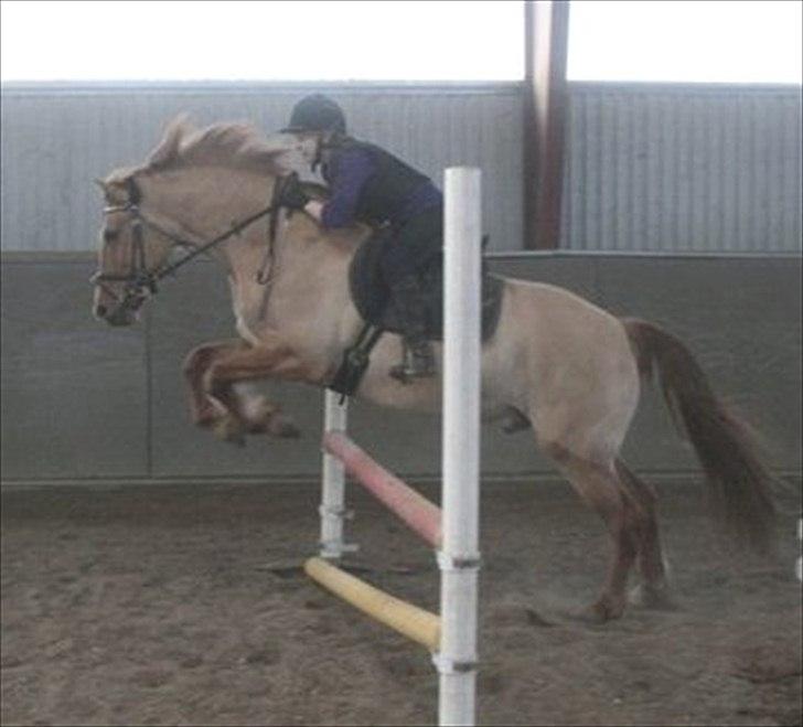 Anden særlig race Sir Thomas Ekipazas - Spring.... :D billede 14