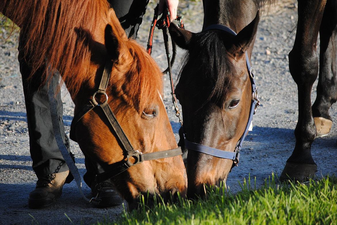 Traver One Hot Minute billede 5