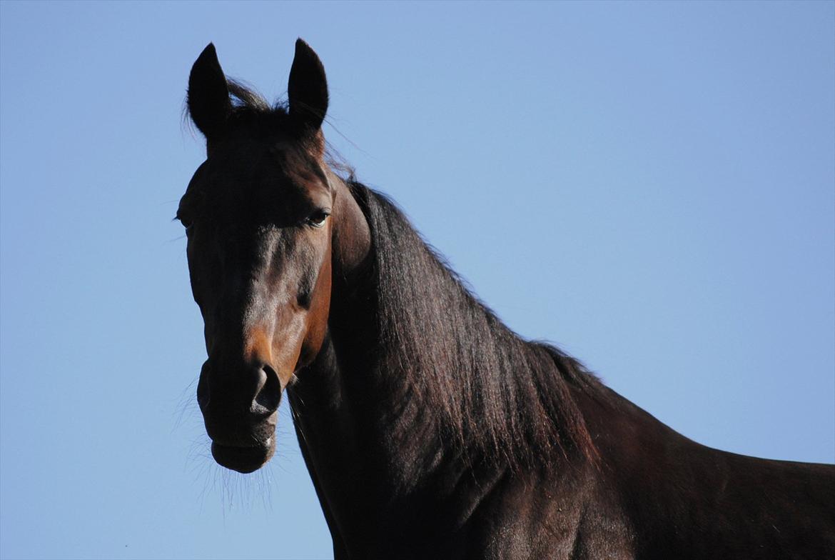 Traver One Hot Minute billede 6