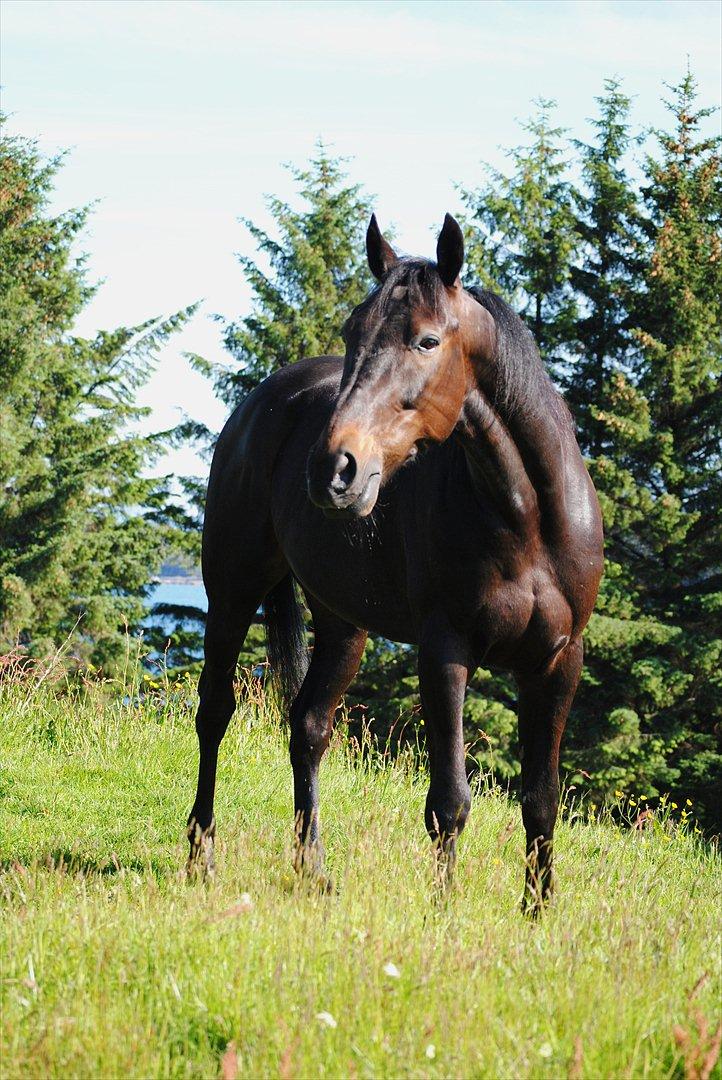 Traver One Hot Minute billede 7