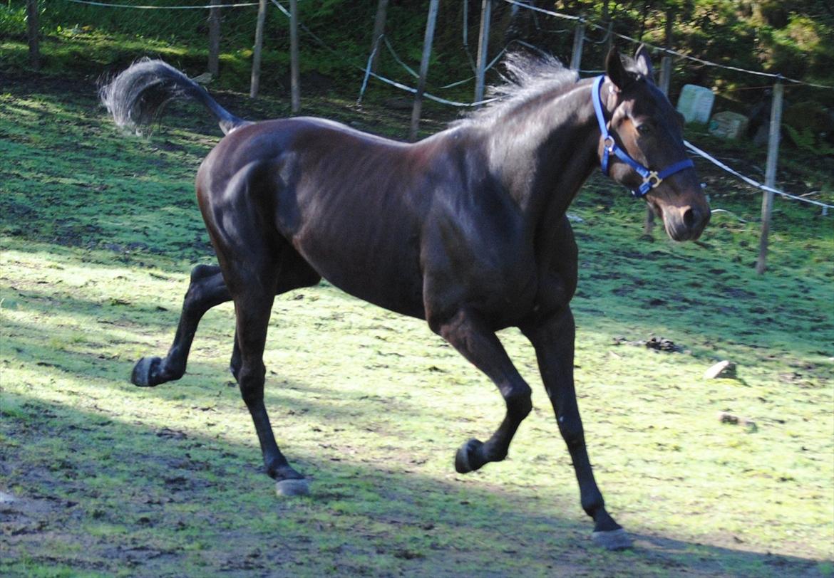 Traver One Hot Minute billede 8