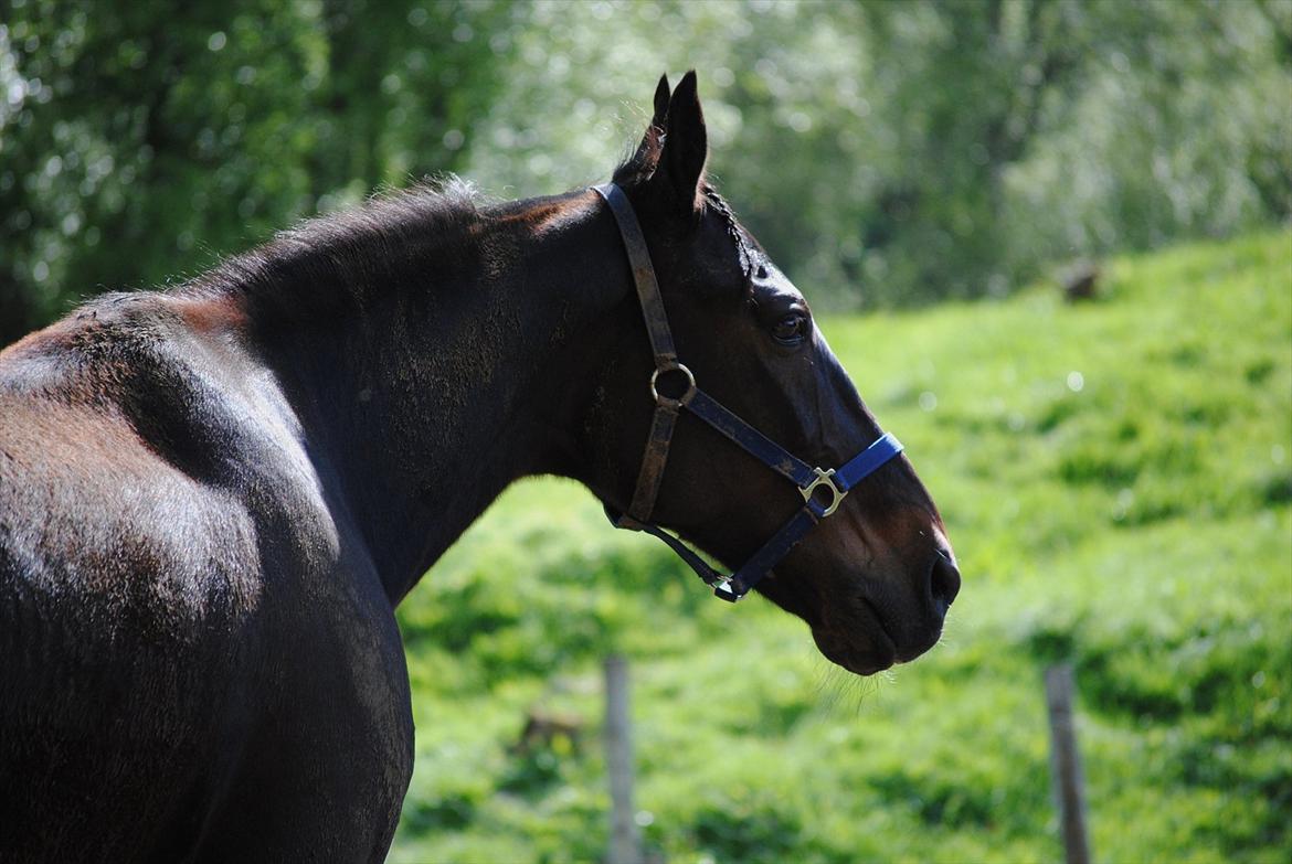 Traver One Hot Minute billede 9