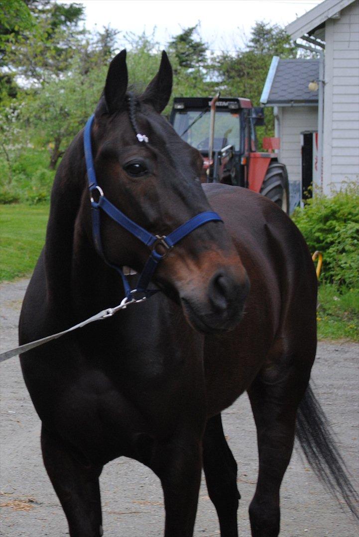 Traver One Hot Minute billede 10