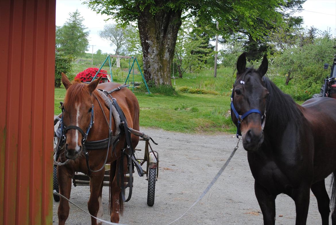 Traver One Hot Minute - Gutta klar for en treningstur billede 11