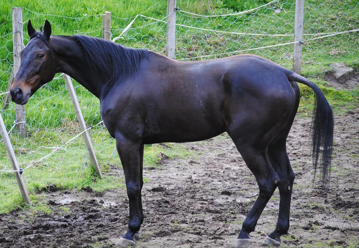 Traver One Hot Minute billede 12