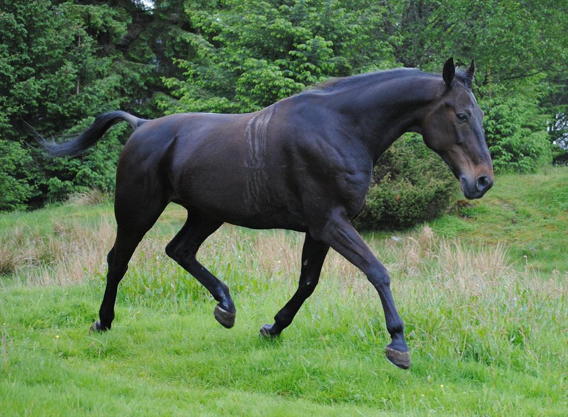 Traver One Hot Minute billede 14