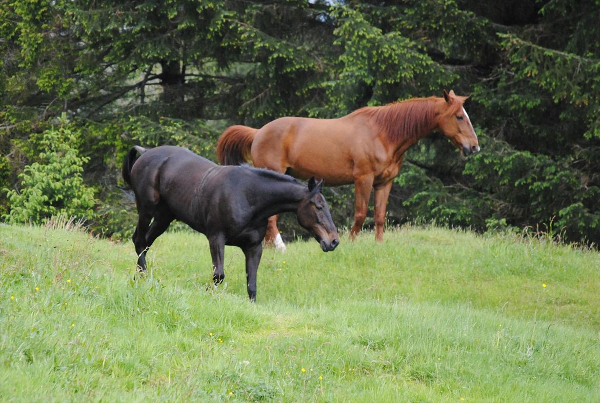 Traver One Hot Minute - Rocket og Totten på beite! billede 15
