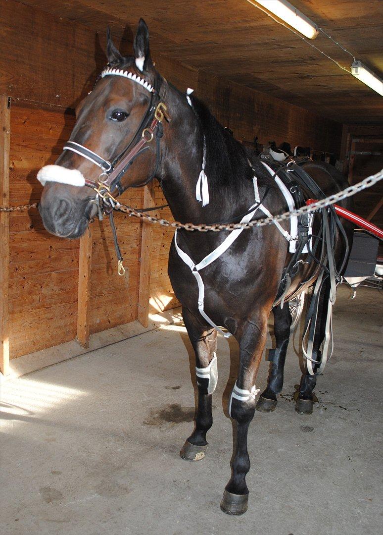 Traver One Hot Minute billede 16