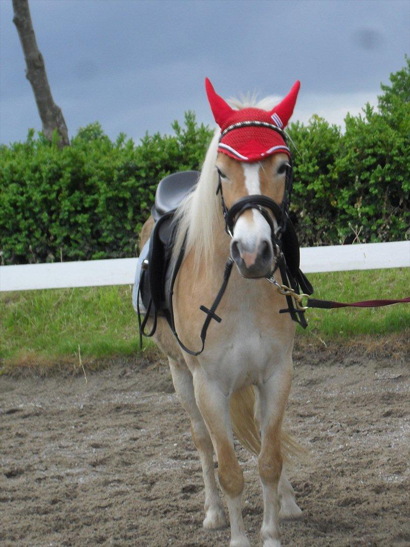 Gotlandsruss Faith billede 2