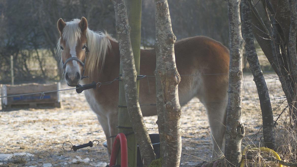 Gotlandsruss Faith billede 3