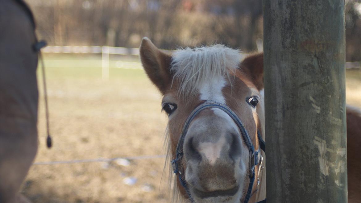 Gotlandsruss Faith billede 4