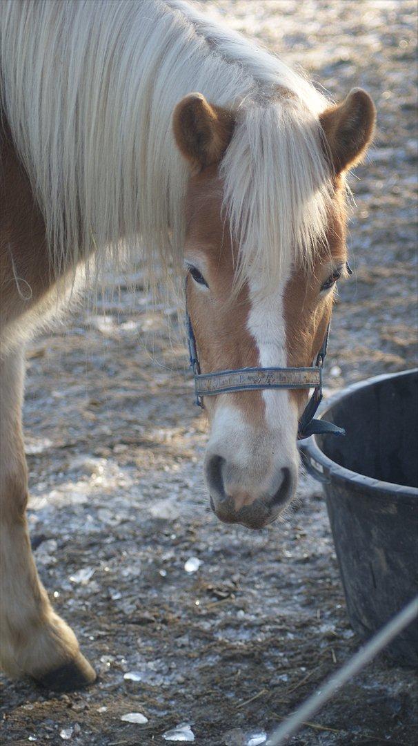 Gotlandsruss Faith billede 5