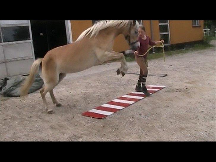 Gotlandsruss Faith billede 6