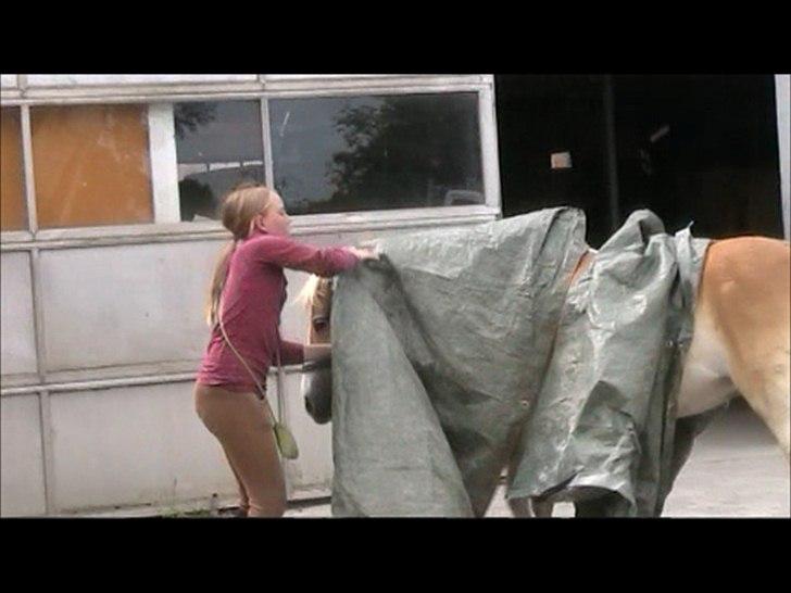 Gotlandsruss Faith billede 7