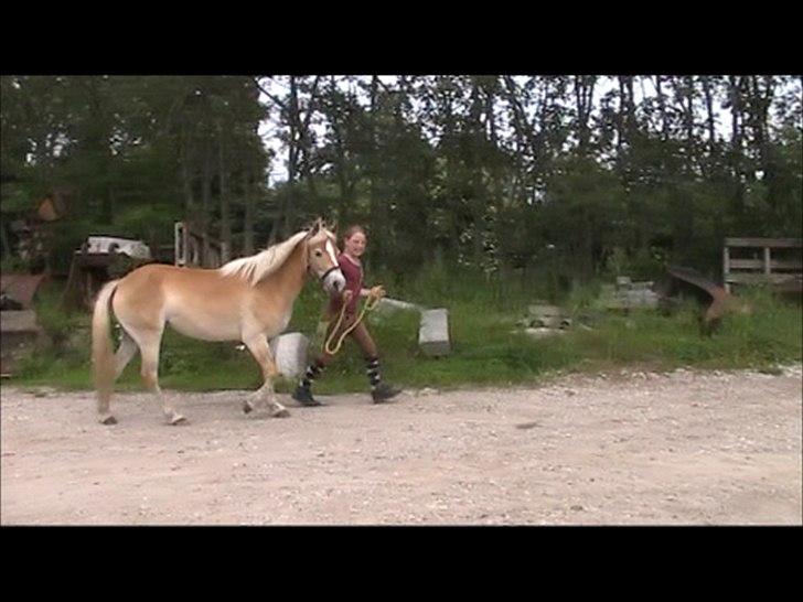 Gotlandsruss Faith billede 9