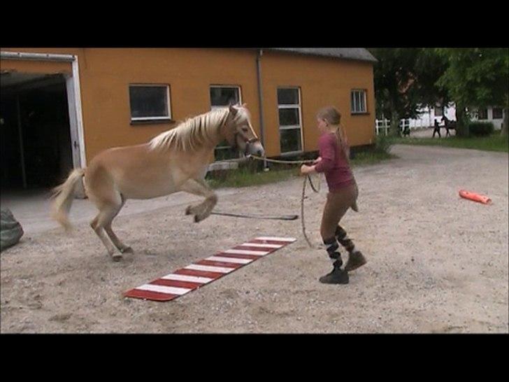 Gotlandsruss Faith billede 10