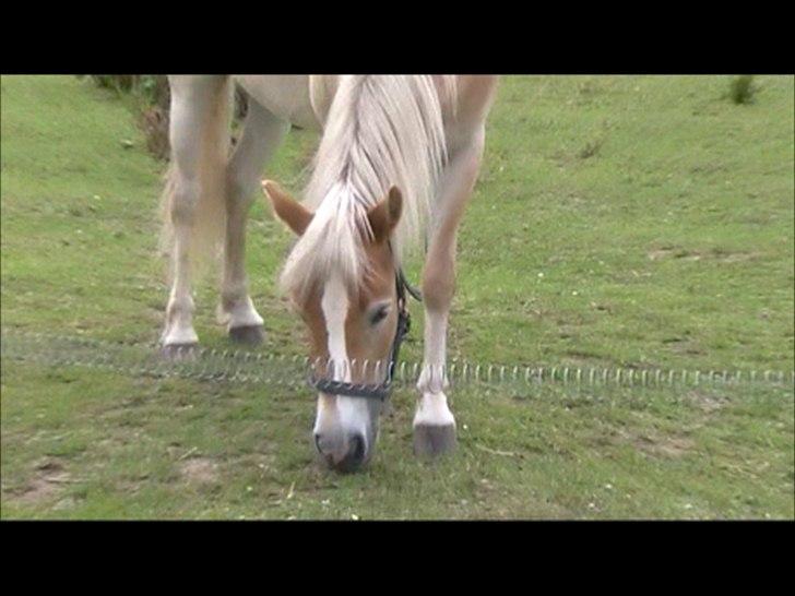 Gotlandsruss Faith billede 11