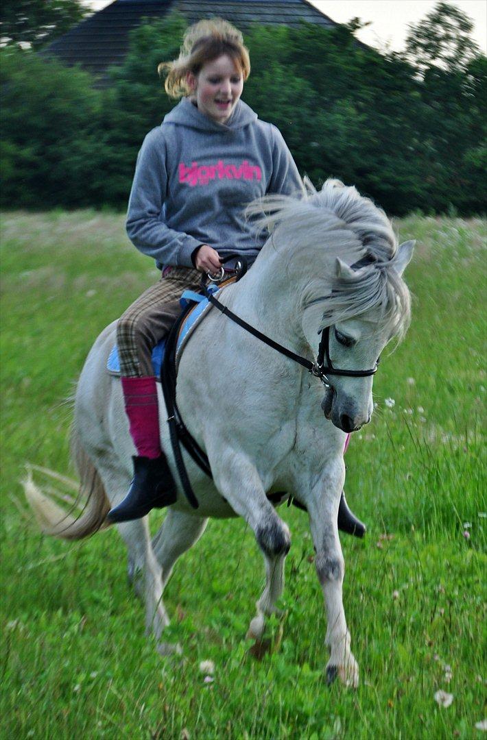 Welsh Mountain (sec A) Ræveskiftets Honey boy - Katja på tur på Peder, han nyder det :)

Foto: Anja Schmidt. billede 12