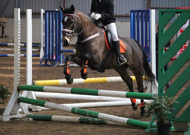 Welsh Cob (sec D) Vlietstede Brilliant Idris - Stævne i HJRK ! <3

Foto: Nadja Eskesen billede 9