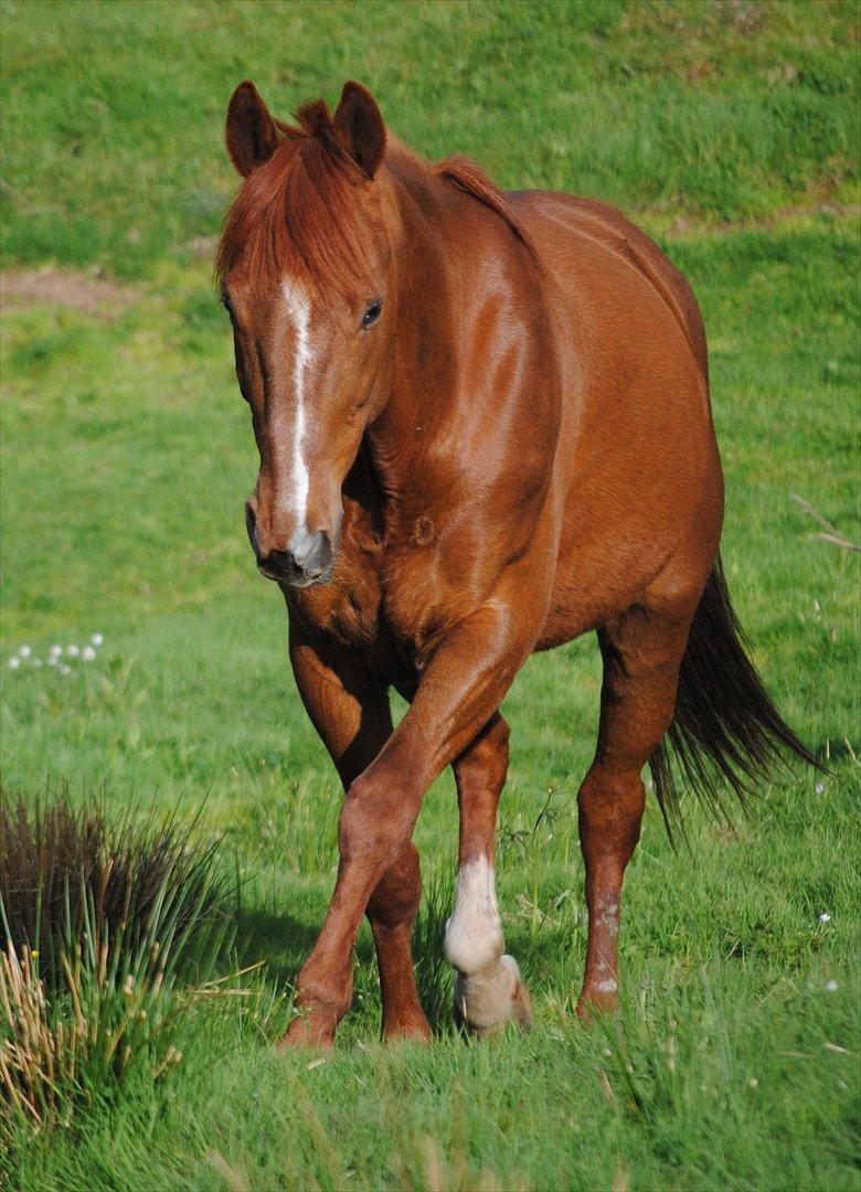 Traver Rocket Richard - Rocket er blitt hele 18 år, men holder seg godt :-) billede 1