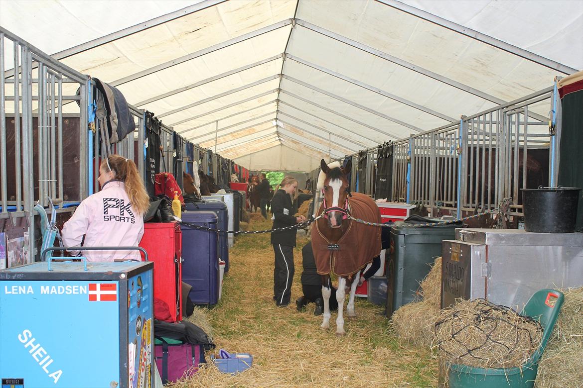 Hollandsk Sportspony Amezing Amira Distriktsmester 2013 - Amira dejlig pony:-D billede 3