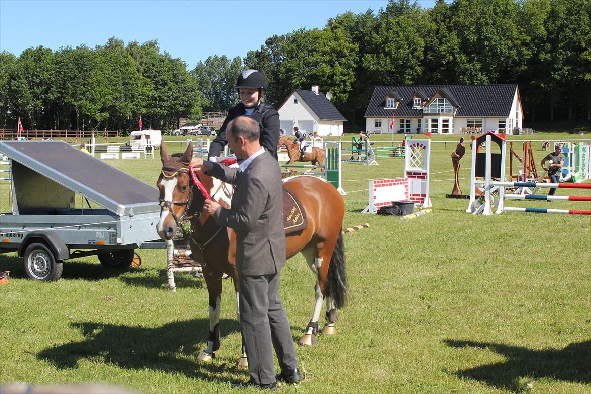 Hollandsk Sportspony Amezing Amira Distriktsmester 2013 - Vandt to 1. placeringer i 2011 til morsø stævne! Ponyen ved hvordan man vidner med stil!:-D billede 7