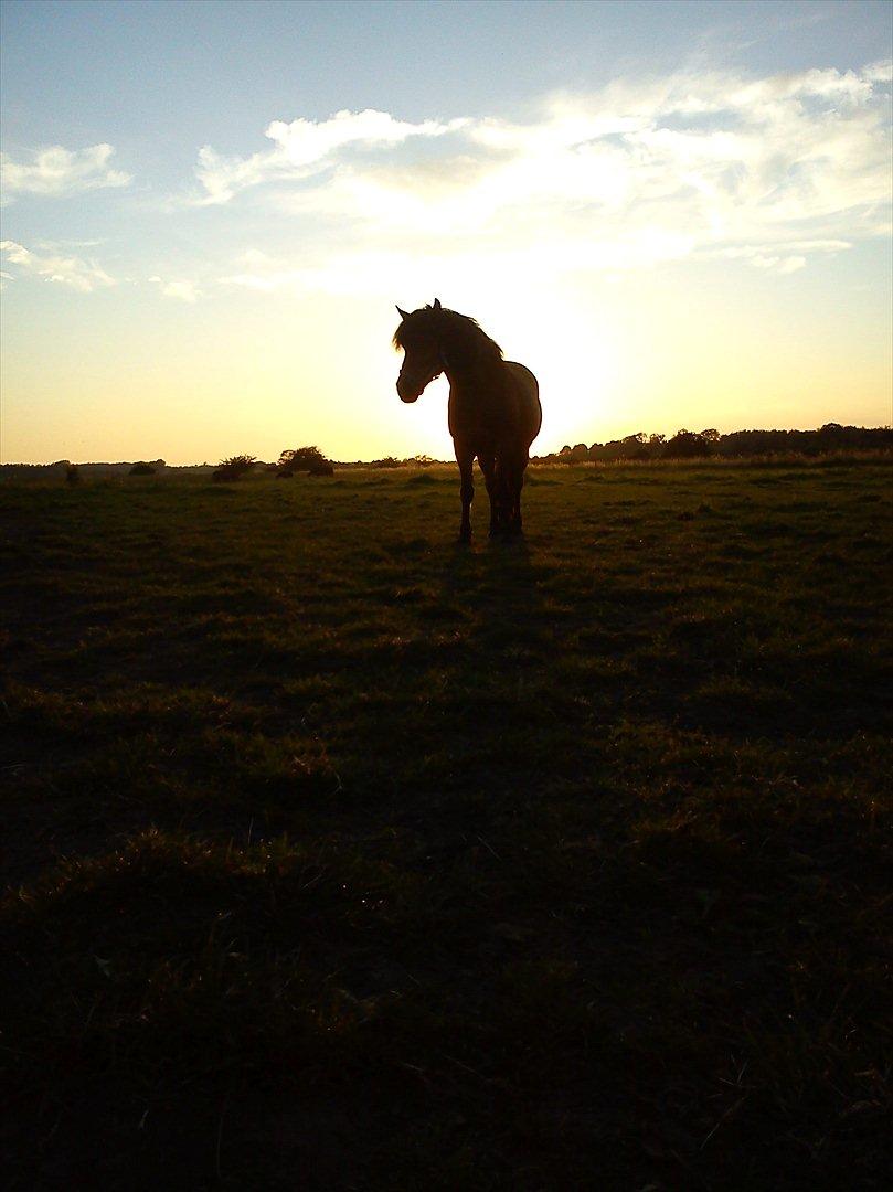 Anden særlig race Aagårdens Tess (Nullsen) - Smukke Nullsen i solnedgang!<3  billede 12