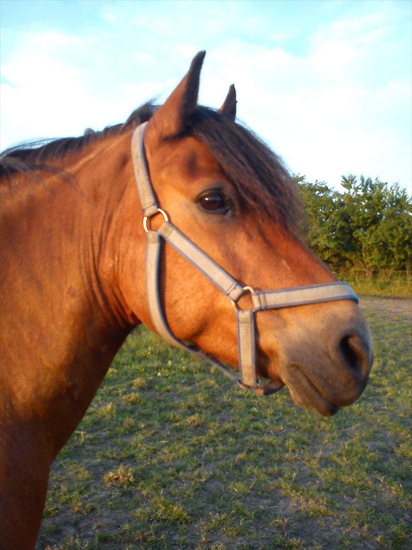 Anden særlig race Aagårdens Tess (Nullsen) billede 13
