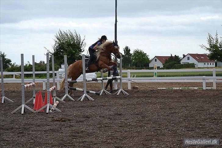 Haflinger Vestervangs Hodder  billede 11