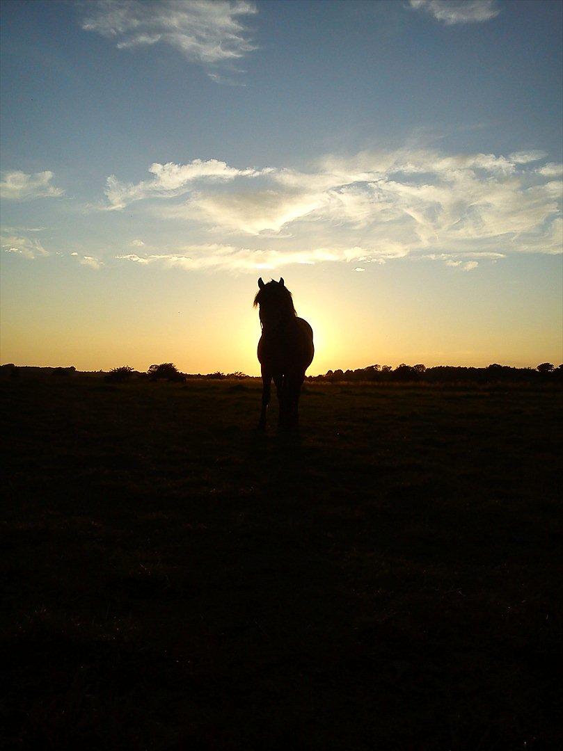 Anden særlig race Aagårdens Tess (Nullsen) -  Nuller i solnedgangen igen!<3 :D billede 14