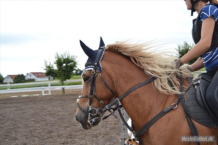 Haflinger Vestervangs Hodder  billede 12