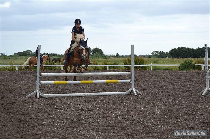 Haflinger Vestervangs Hodder  billede 14