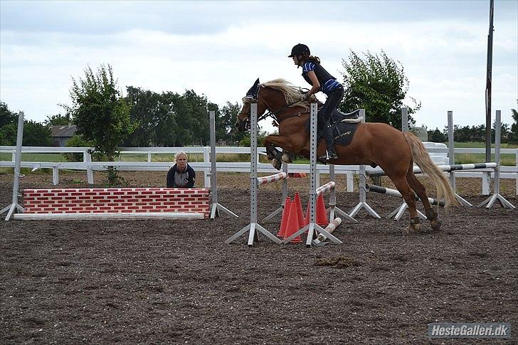 Haflinger Vestervangs Hodder  billede 15