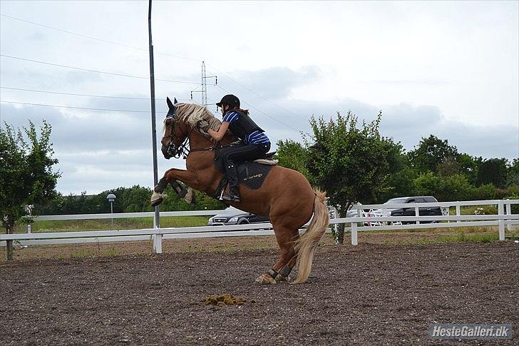 Haflinger Vestervangs Hodder  billede 1