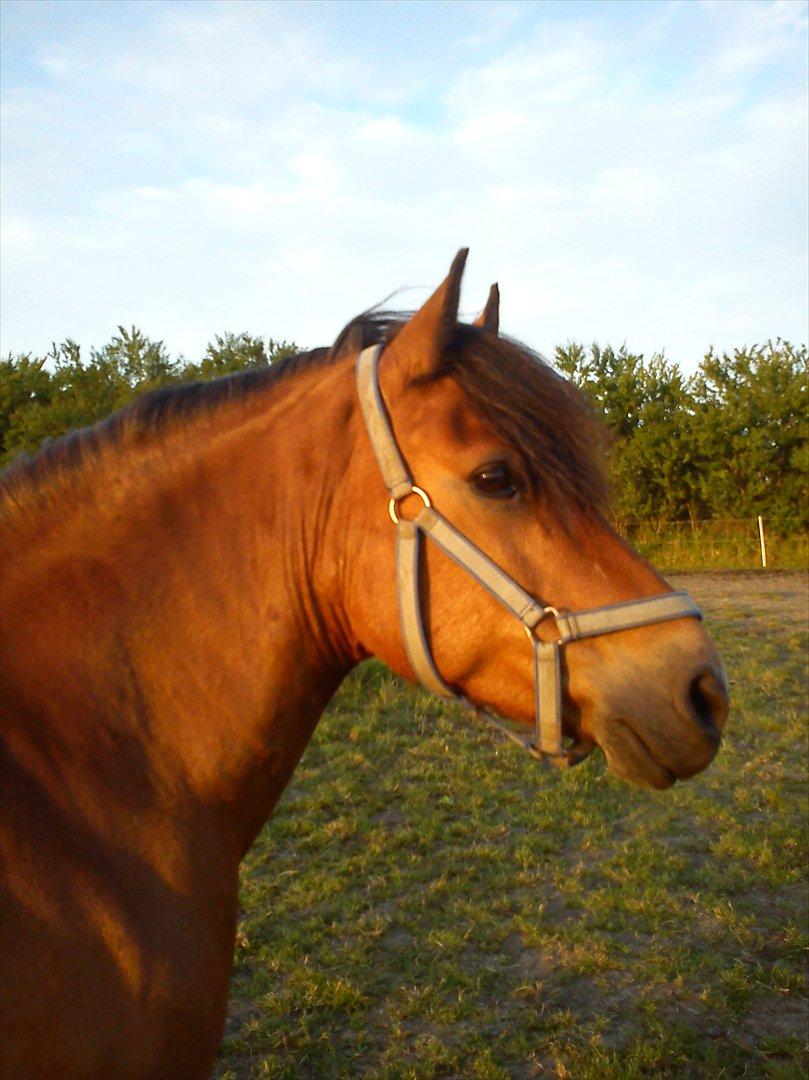 Anden særlig race Aagårdens Tess (Nullsen) - Smukke smukke Nulle! billede 15