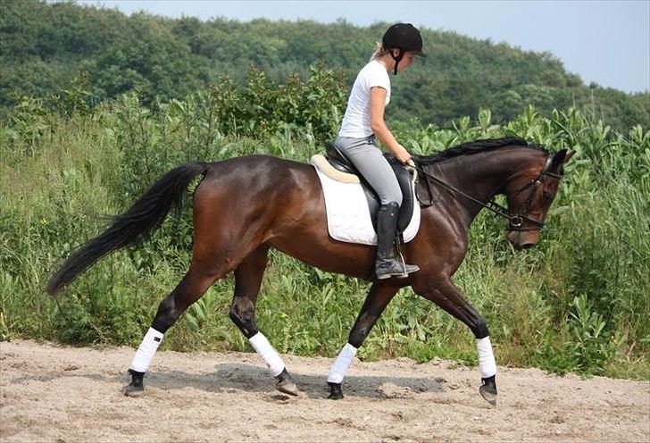 Holstener Shakira billede 2