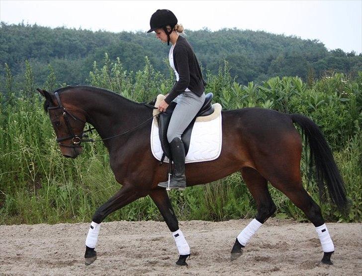 Holstener Shakira billede 1
