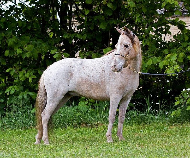 Miniature Skovsgårdes Just Around M billede 20