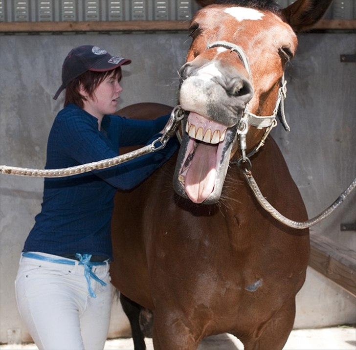 Anden særlig race Bianca *rideskolehest* - Foto: Franco Hansen
25. juni 2011, Bianca er ved at blive fin til stævnet. billede 18