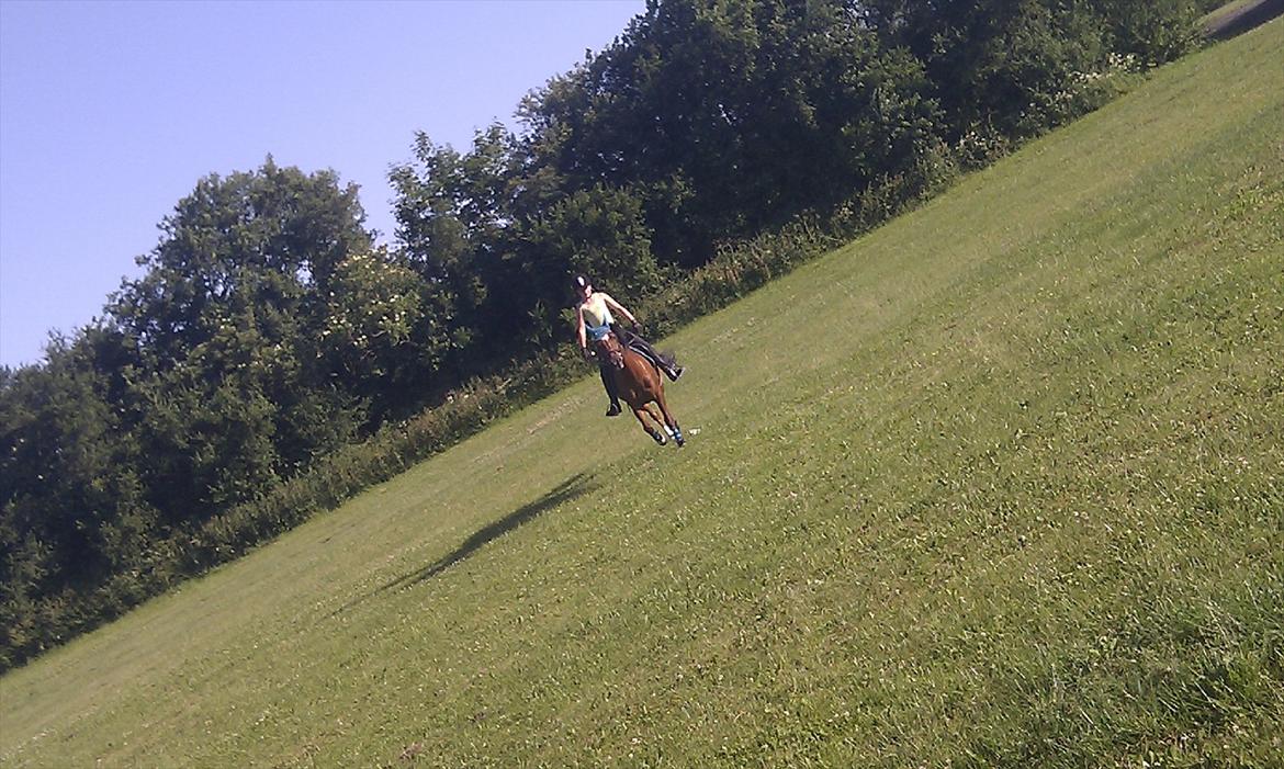 Tysk Sportspony Pontus - I fuld galop da ud af. billede 3